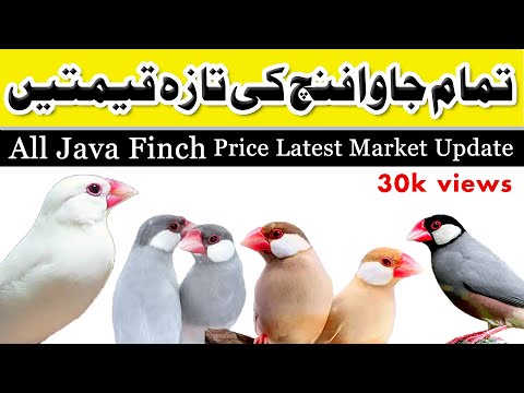 All java price 2023 | java finch price in pakistan | Silver white fawn grey albino Jawa price update