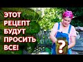 Супер простой рецепт хрустящих маринованных огурцов! Огурцы на зиму в банках. Обалденно вкусно!