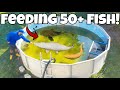 Feeding all 50 of my monster aquarium fish  new pool pond light setup lylyme