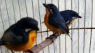 Suara burung pentis pelangi