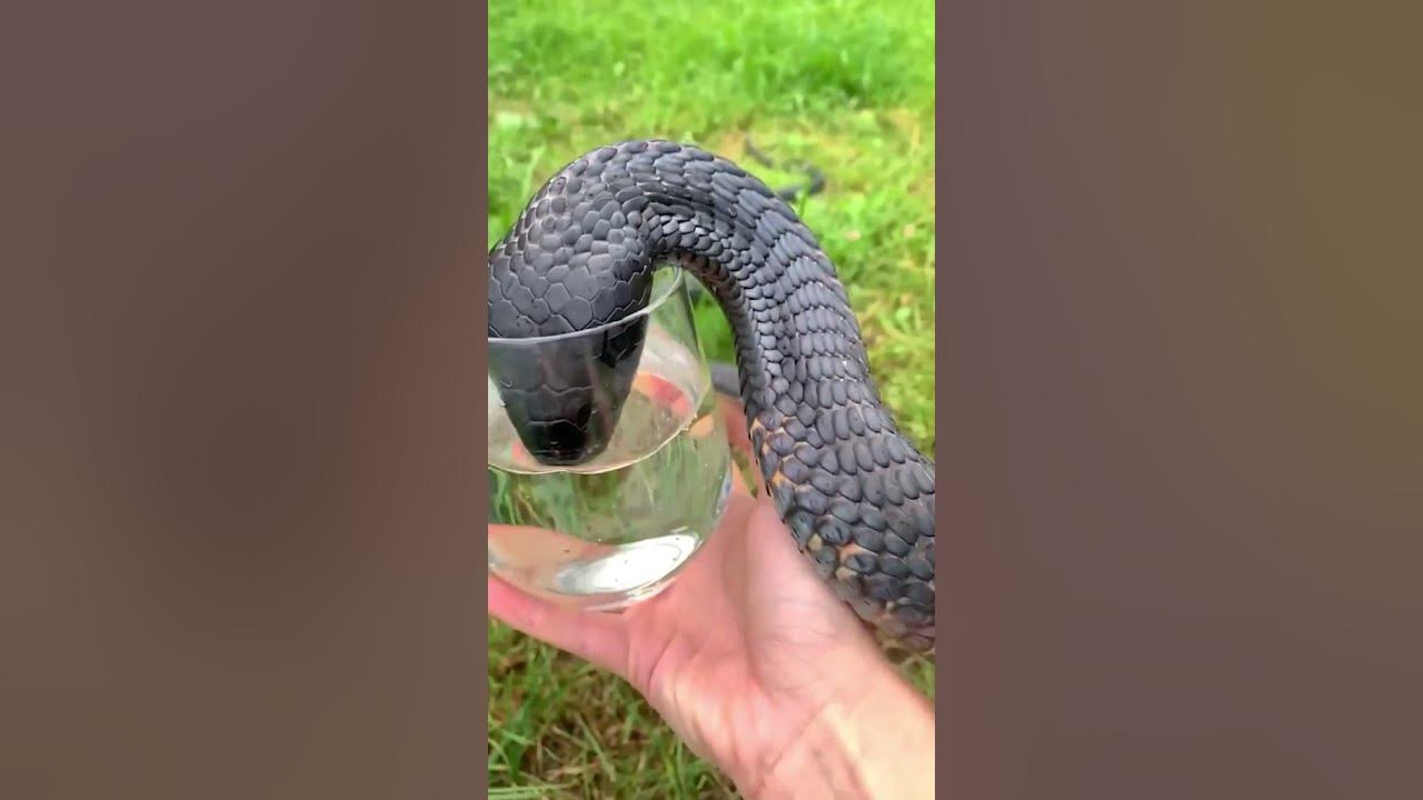 Animal Planet змеи. King Cobra трек.