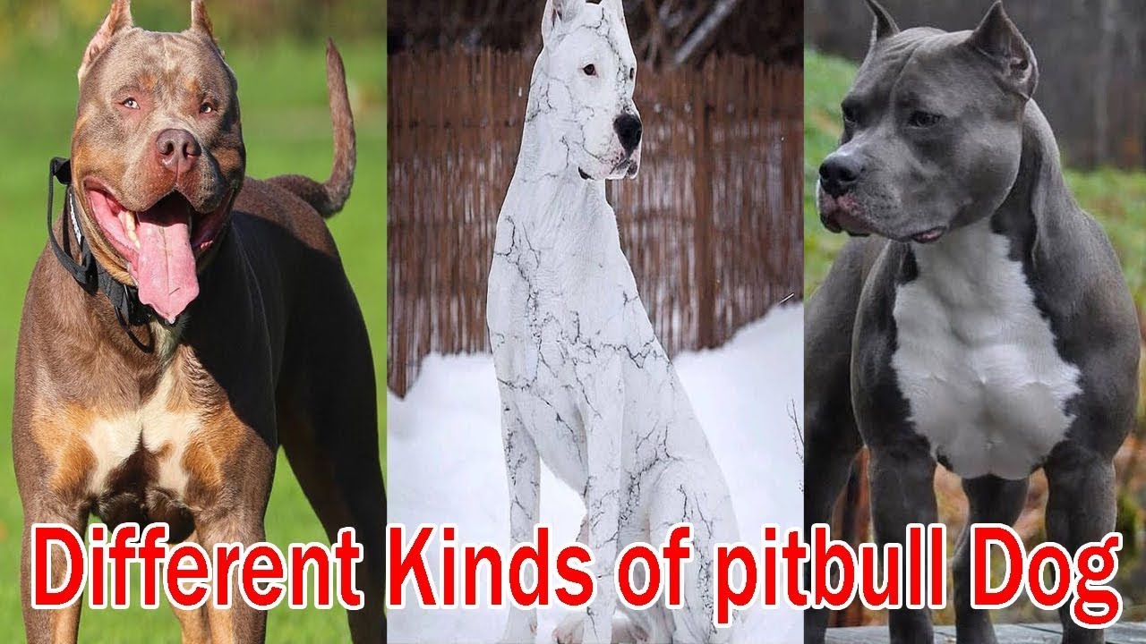 different kind of pitbull breeds