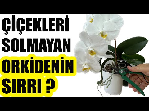 Video: Orkideavalovaatimukset – Orkideavalon tarpeiden ymmärtäminen