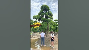 Tác phẩm Tùng la hán Nhật dáng Trực giá cực kỳ hấp dẫn tại vườn Tùng La Hán Triệu Điền| Triệu Điền