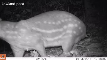 Wildlife Camera Trapping in the Jama-Coaque Reserve, Ecuador, Part II