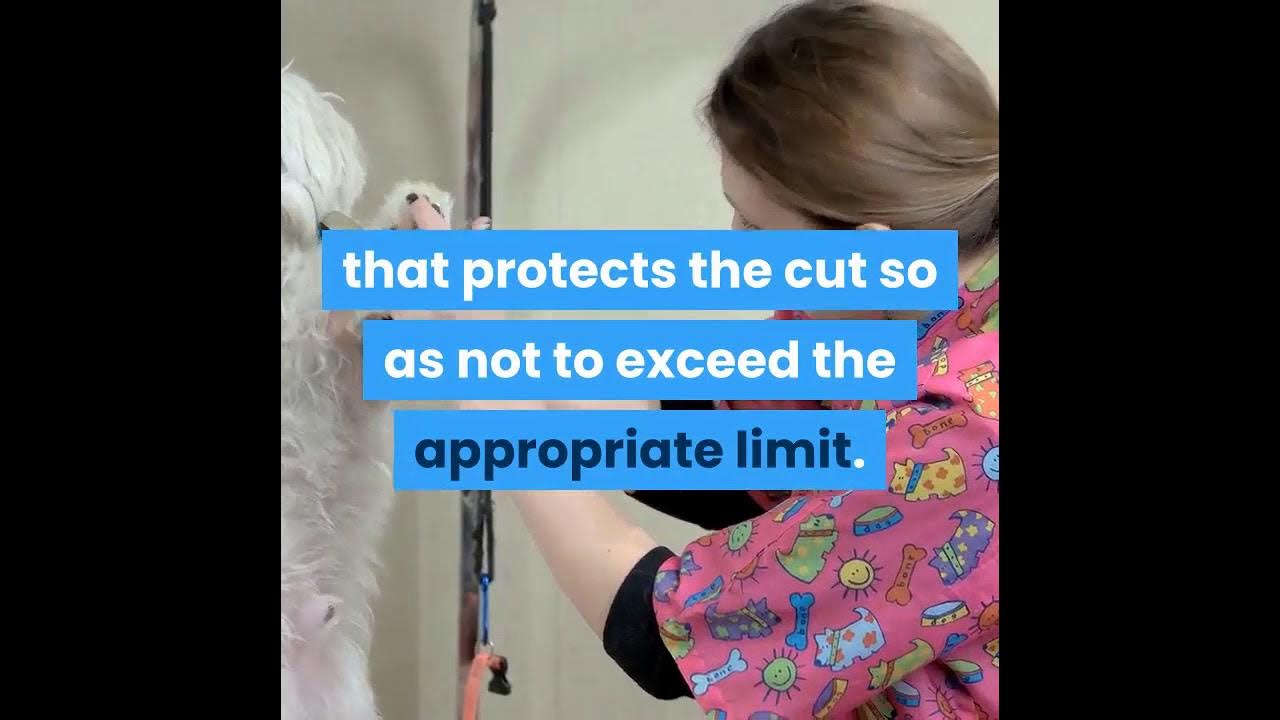 How To Cut A Dog's Nails Nail Clippers For Dogs And How To Use Them