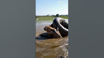 Giant python wrestling with hyena in the field