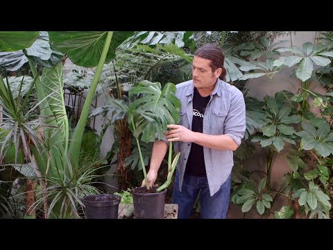 Vídeo: Soleirolia (31 Fotos): Cura De La Gelksina A Casa, Mètodes Per Propagar Una Planta D’interior. Tipus De Flors