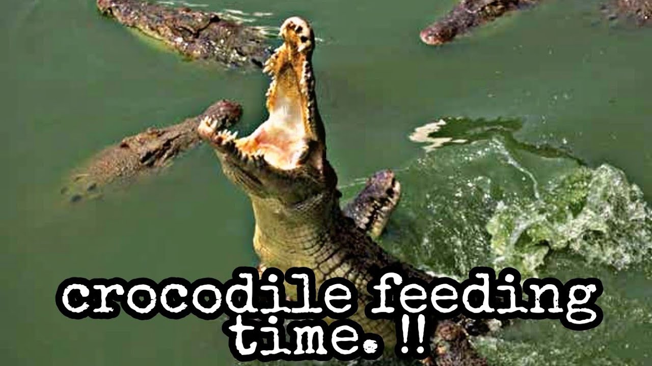 exotic pets nj Feeding crocodiles at Crocodiles of the World (2019 tour )