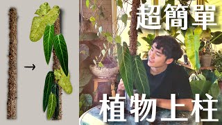 讓植物攀爬吧！植物上柱超簡單｜火鶴后上柱實錄