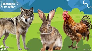 The sound of the bustling animal world: Wolf, Rabbit, Chicken, Sloth, Hyena, Wildebeest, Horse by Beautiful Nature 285 views 1 month ago 10 minutes, 36 seconds