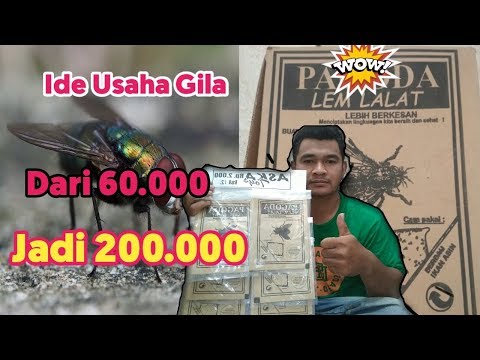 perangkap lalat#lem terlengket untuk lalat menjengkelkan#HD video. 