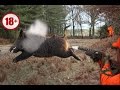 ОХОТА НА КАБАНА. И такое бывает.... кабаны в бронежилете. WILD BOAR HUNTING