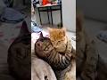 What are these cats doing now?😜😜😜😘#funny #cat #comedy #humor