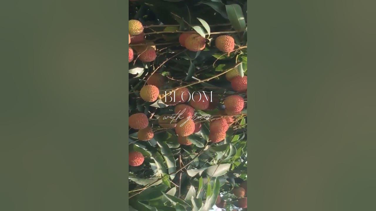 Litchi - The Pride of Bihar / Eat-Enjoy-Again Eat / Summer season ♥️ 😋