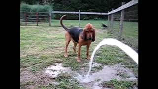 Funny Bloodhound Videos | Funny Animals