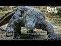 Dragon de komodo  le plus gros lzard au monde