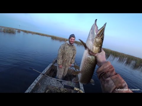 Взяли мощные фонари и поехали искать щуку в болото.