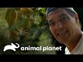 Frank se encuentra cara a cara con un tigre de bengala | Wild Frank en India | Animal Planet