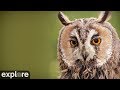 Longeared owl powered by exploreorg