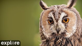 LongEared Owl powered by EXPLORE.org