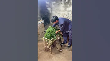 هذا الشاب الصيني اختار تربية الأرانب Shortsvideo الصين اكسبلور 