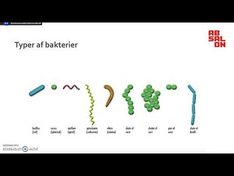 Video: Bakterier I Chinchillas Blod