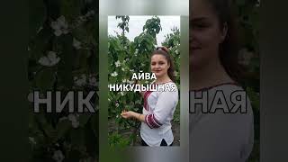 айву перепрививаем грушей