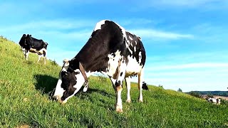 Dairy Farming In Wisconsin! Raising Cattle On Grass!