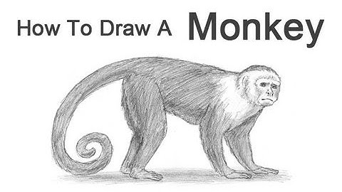 How to Draw a Monkey (Capuchin)