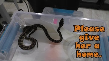 Meet Kinky the Irian Jaya Carpet Python