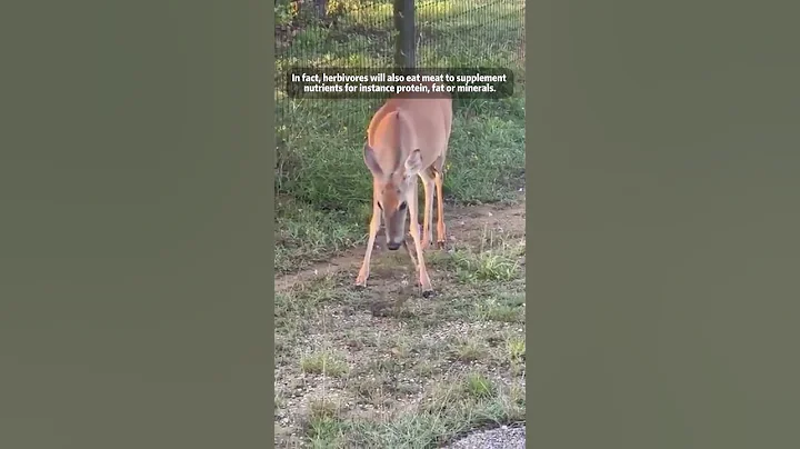 鹿吃蛇Amazing, the fawn is eating the snake!! - 天天要聞