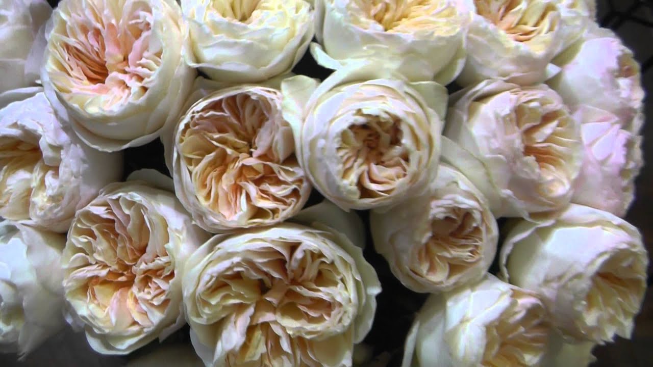 Peach Garden Rose david austin garden rose "juliet" - peach garden roses - youtube Peach Garden Rose david austin garden rose "juliet" - peach garden roses - youtube