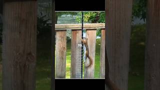 When the Squirrel Outsmarts the Human 😂🐿️ #usa