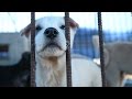 200 dogs rescued from dog meat farm
