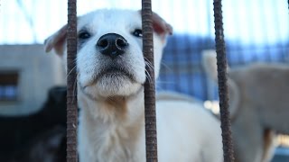 200 dogs rescued from dog meat farm