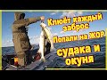 Рыбалка на калининградском заливе  Попали на жор судака и крупного окуня.