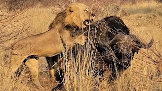 Pride of lions team up to take down and kill a Cape Buffalo