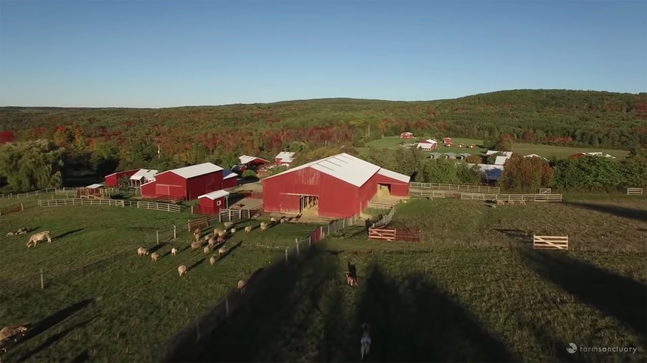 Farm Sanctuary | We Envision a World Where Sanctuary Replaces Exploitation