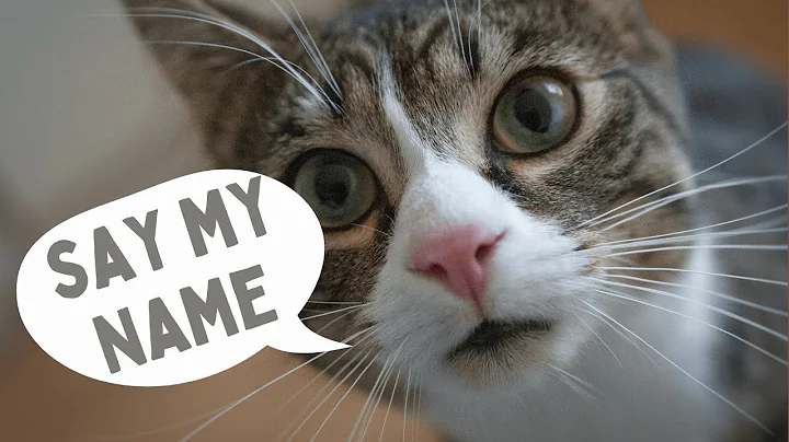 Do Cats Recognize Their Names? (The Science Explained)