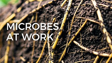 “The Hidden Army Beneath Your Feet  How Microbes Break Rock Hard Soil from Within!”