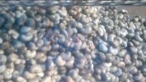 raw cashew nut grading ,sizing,shorting,cutting machine