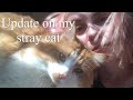 Update on Maru (stray cat)