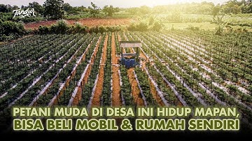 Petani Muda 22 Tahun Punya Lahan Berhektar dari Tanam Cabai