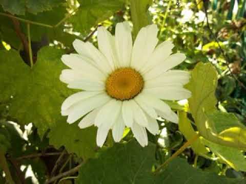 \" სიგიჟე დავიჩემე \"  მაია სიჭინავა /Author songs maia sitchinava