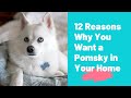 12 Reasons Why You Want a Pomsky in Your Home