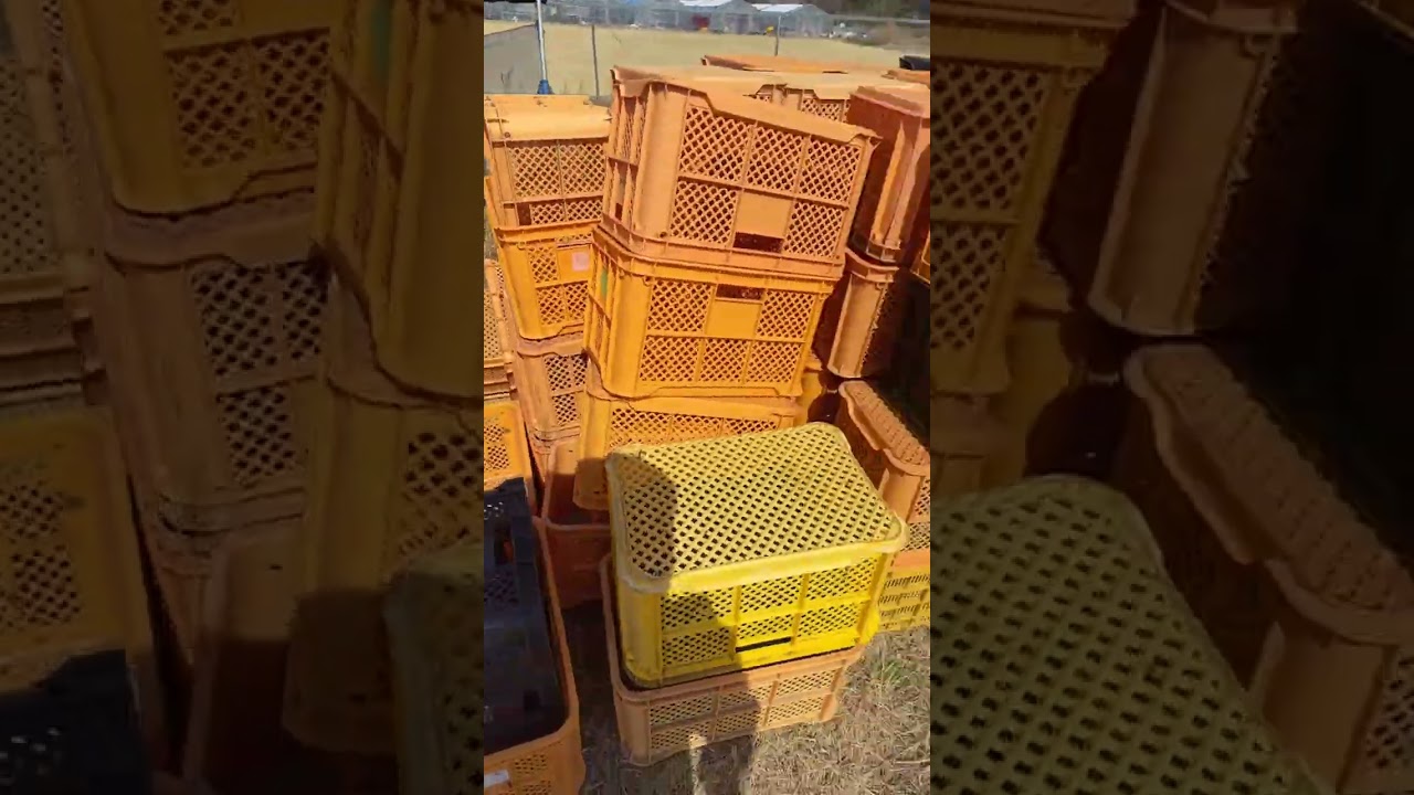 「ミツバチの手入れ」up