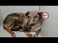 В Киеве успешно проходят сложная спасательная операция: возвращается к жизни собака без морды, Агата