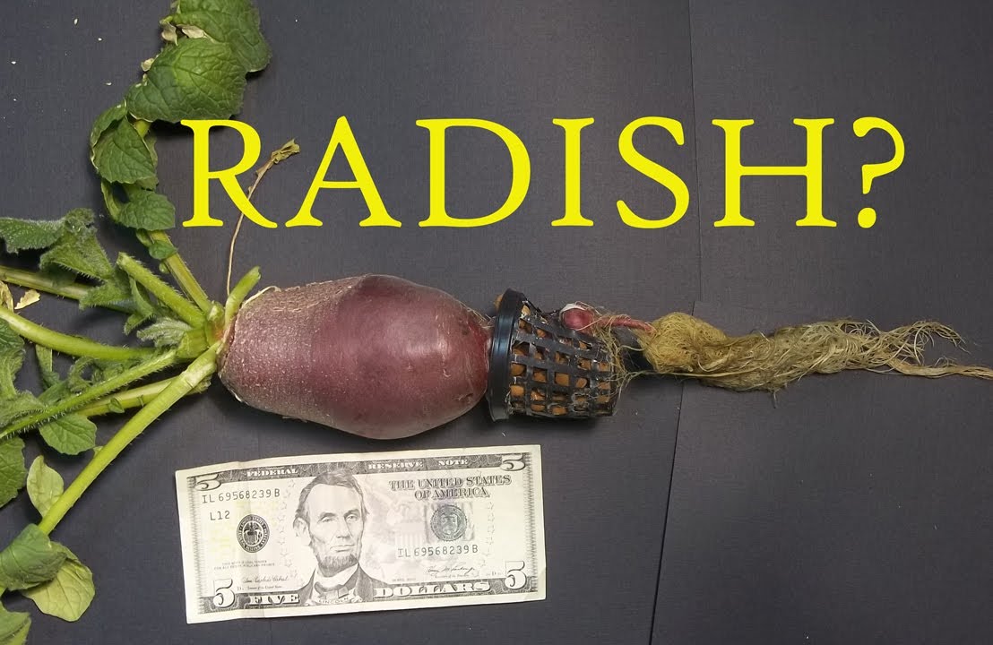 Indoor Winter Garden 2013: Giant Hydroponic Radish