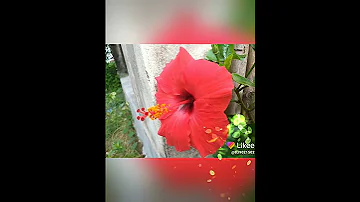 Flowers Likee Videos 